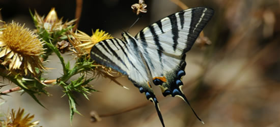 Mariposas jónicas