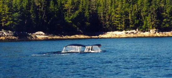 Hump Back Whale Columbia Británica