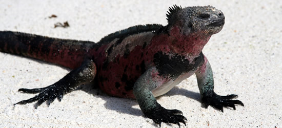 Iguana marina de Galápagos