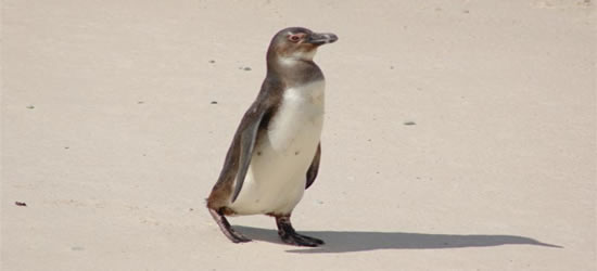 Pingüino sudafricano
