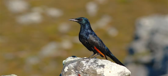 Aves coloridas de Ciudad del Cabo