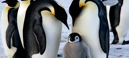 Familia de Pingüinos Emperador