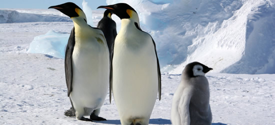 Pingüinos Emperador, Mar de Weddell