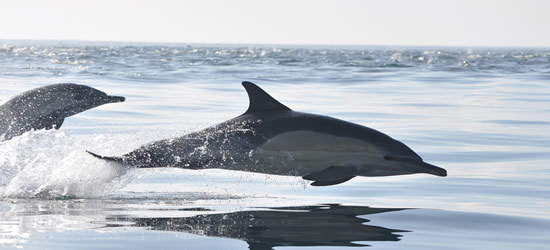 Delfines jugando frente a Ciudad del Cabo