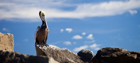 Brown Pelican, Baja Mexico