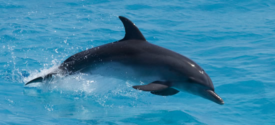 Delfín manchado del Atlántico, Las Bahamas