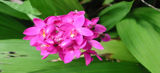 Orquídea tahitiana