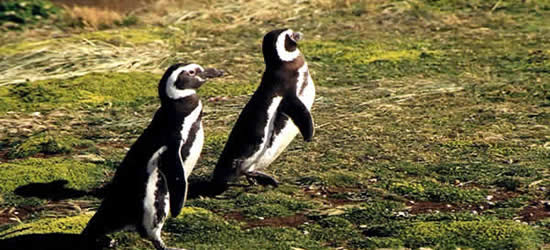 Pingüinos de la Patagonia