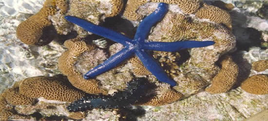 Exótica estrella marina