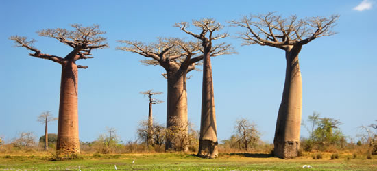 Arboles Baoab en Madagascar