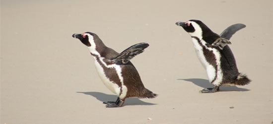 Pingüinos sudafricanos