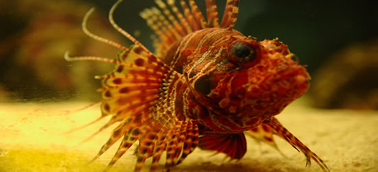 Universeum, Gotemburgo