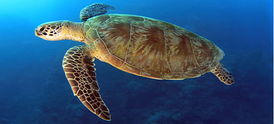 Tartaruga verde, Gran Barrera de Coral